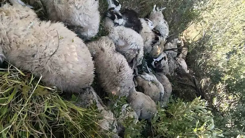 Tunceli'de koyun izdihamı: 29 hayvan telef oldu