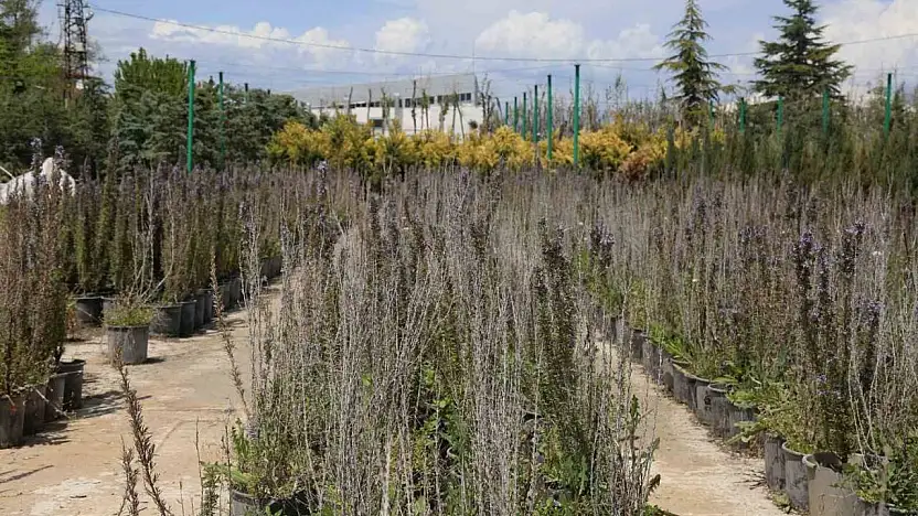 Battalgazi'de 210 bin fidan toprakla buluştu