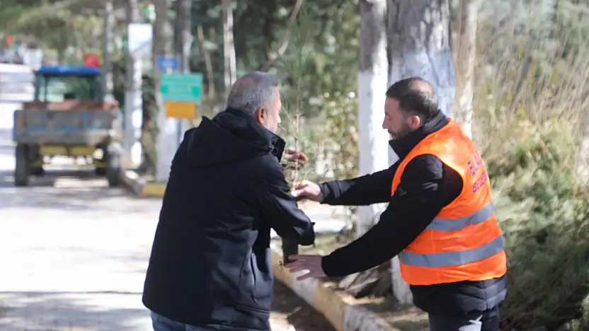 Elazığ Belediyesi'nden Vatandaşlara Ücretsiz Çam Fidanı