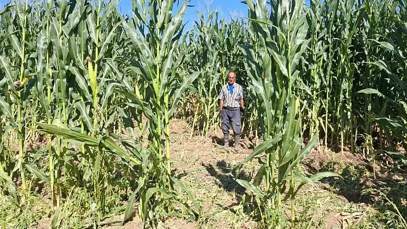 Elazığ'da domuz sürüsü mısır tarlasını talan etti