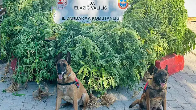 Elazığ'da jandarma, uyuşturucu satıcılarına göz açtırmıyor