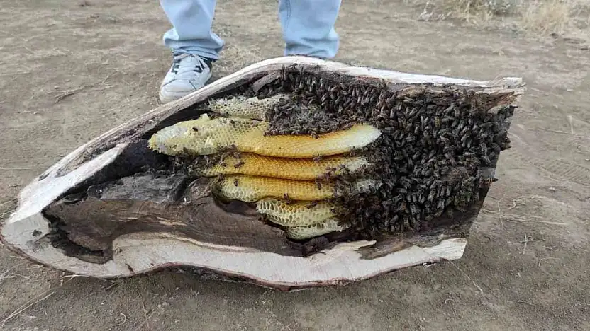 Elazığ'da mağara ve ağaç kovuğundan kilo kilo organik bal çıktı
