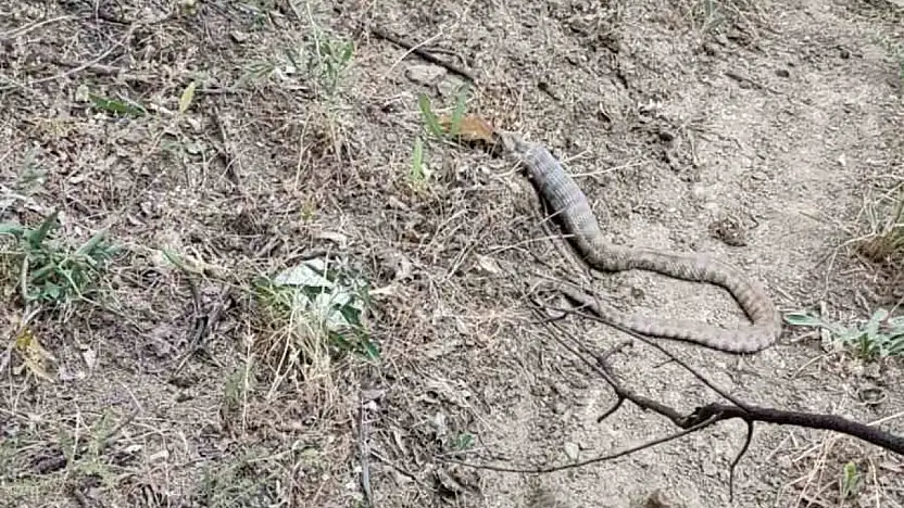 Koca engerek, sincabı yuttu