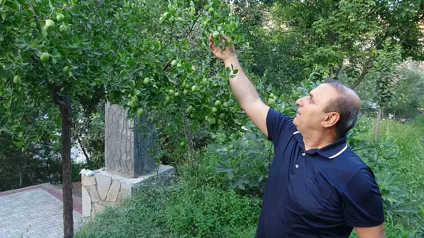 Malatya'da alternatif ürün hünnaptan yüksek verim alındı