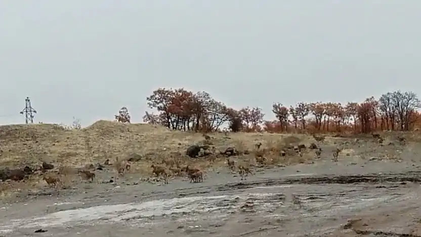 Tunceli'de dağ keçisi sürüsü görüntülendi