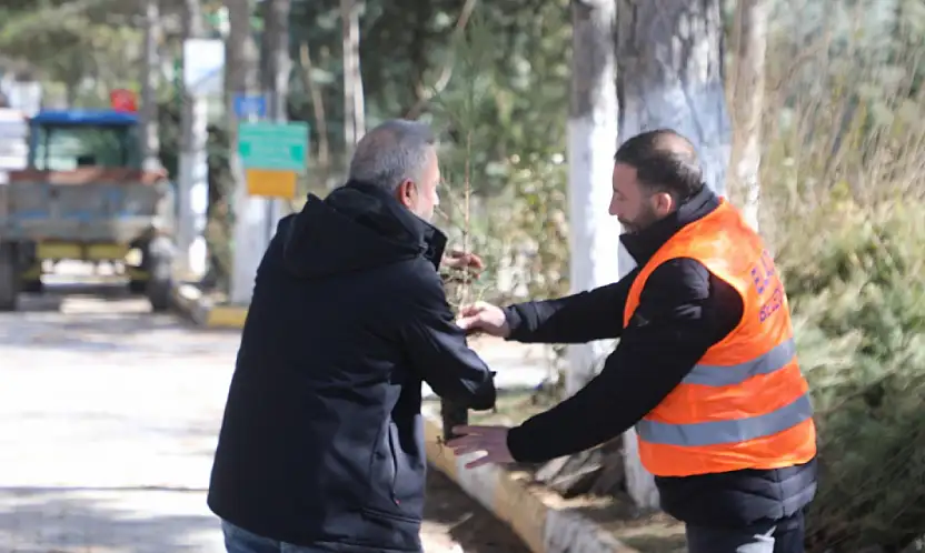 Elazığ Belediyesi'nden Vatandaşlara Ücretsiz Çam Fidanı