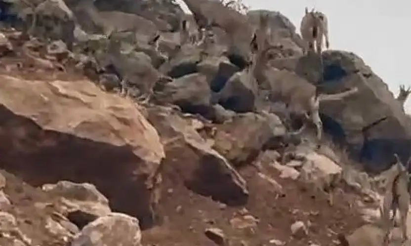 Elazığ'da dağ keçileri sürü halinde görüntülendi